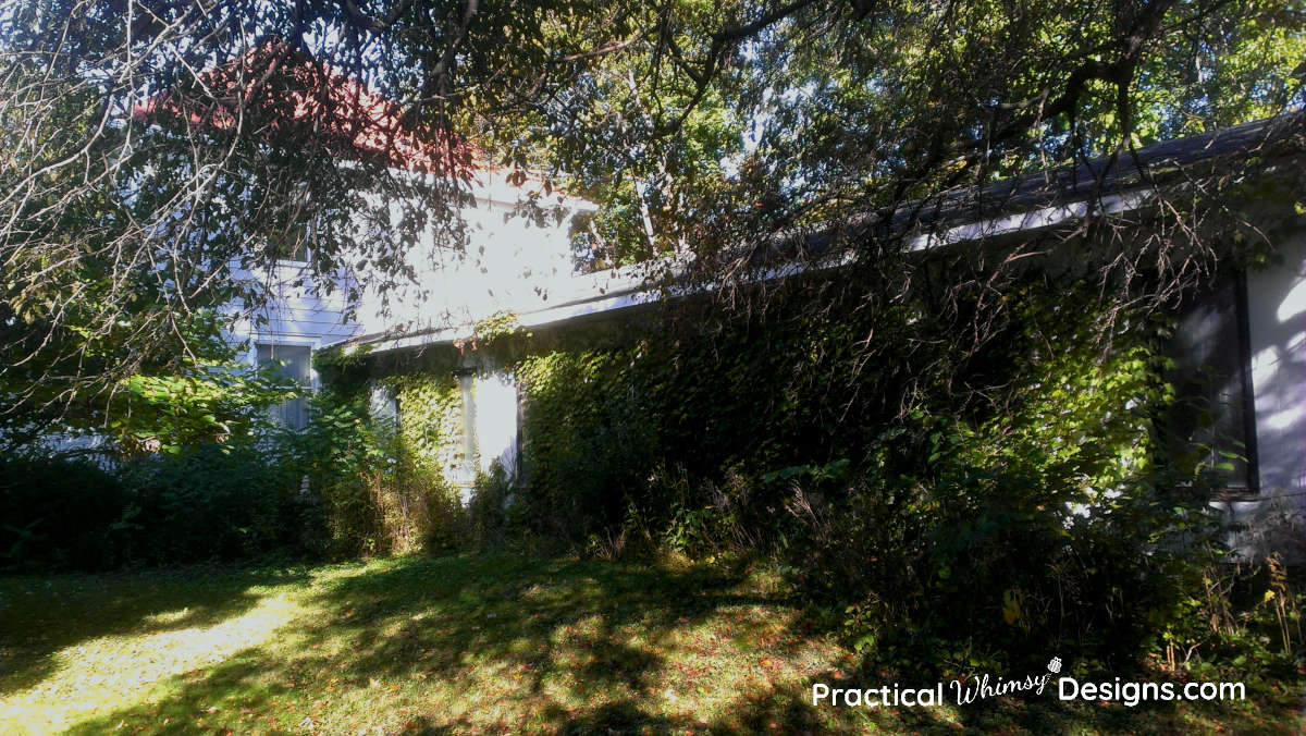 Vine covered and neglected pool house of our fixer upper 