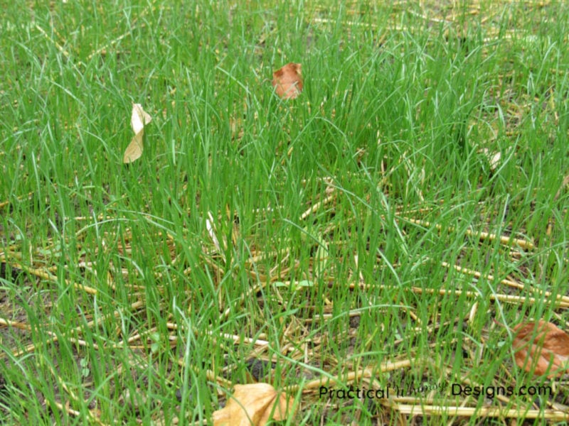 Grass plants