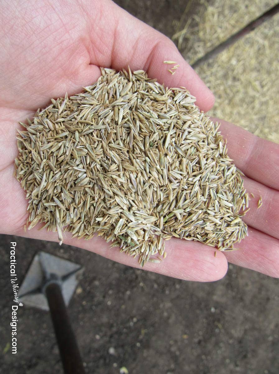 Handful of grass seed