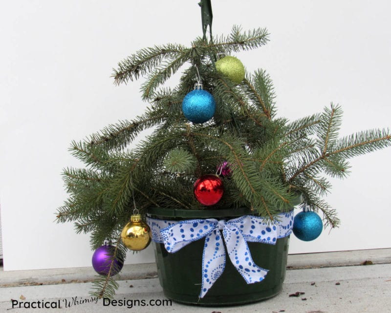 Decorated pine boughs in hanging basket