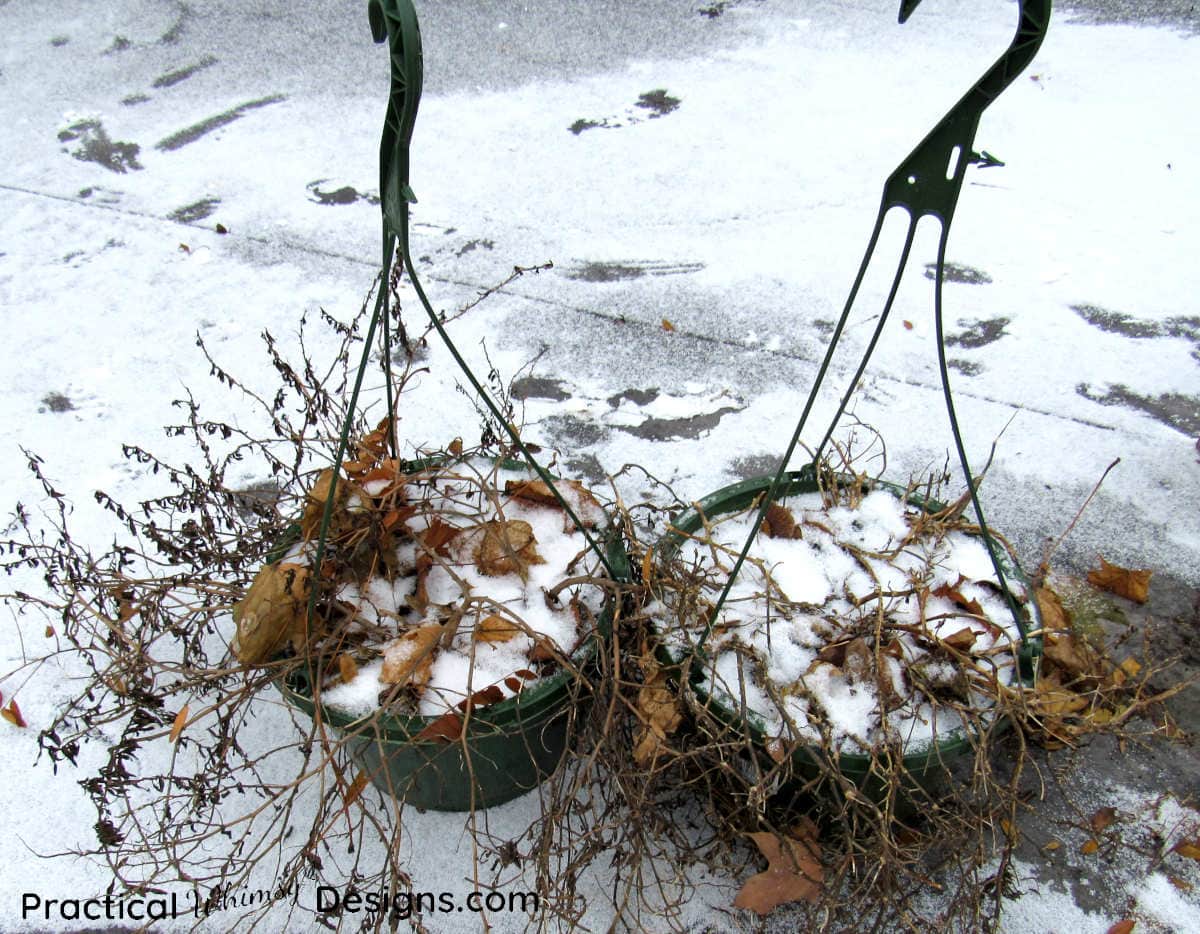 Hanging flower basket with dead plant and snow in it