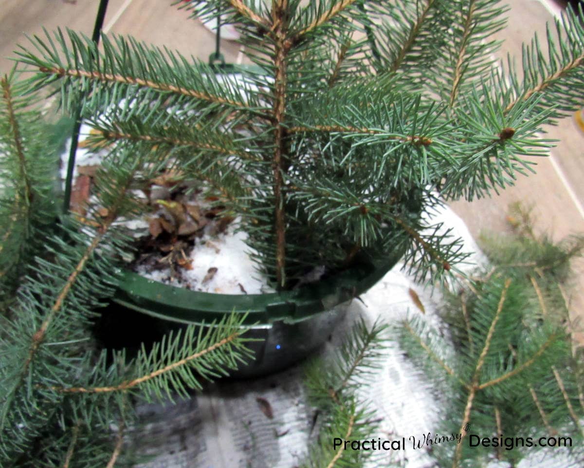 Pine boughs sticking out of dirt in pot