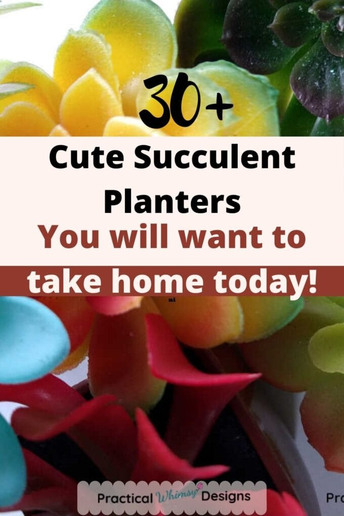 Cute succulent planters and colorful succulents