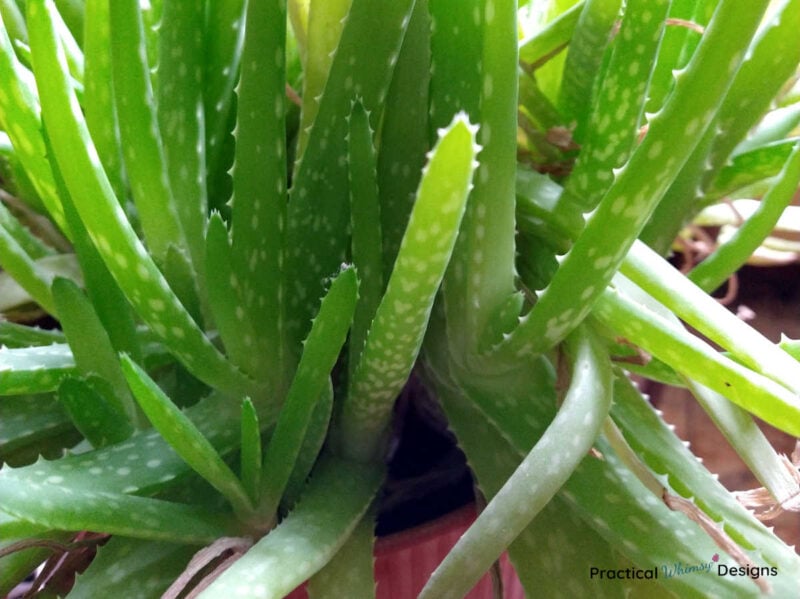 Aloe vera succulent plant