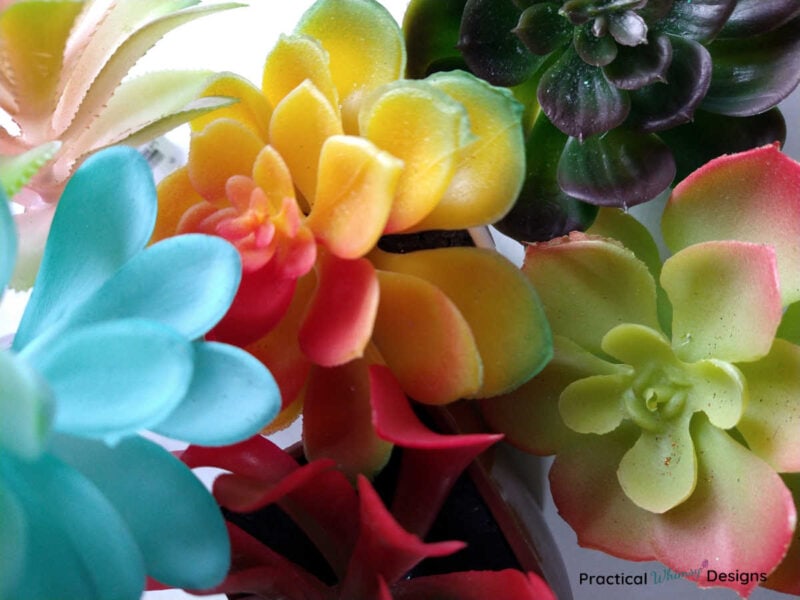 Colorful succulent plants