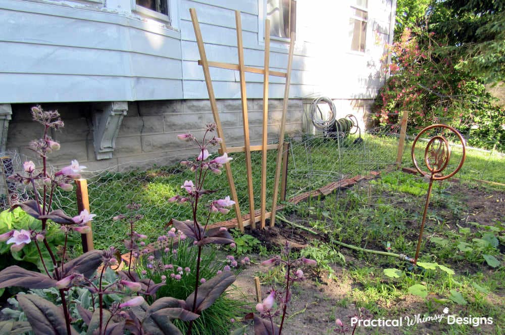 Garden trellis in garden