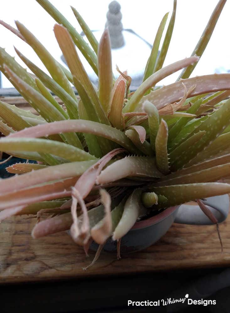 Overwatered and yellowing aloe plant